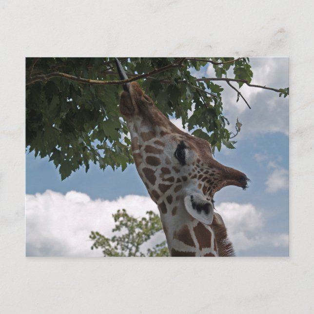 Carte Postale Giraffe affamée (Devant)