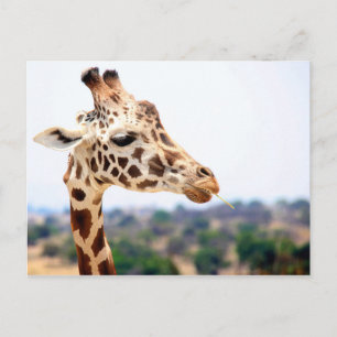 CARTE POSTALE GIRAFFE AFFAMÉE