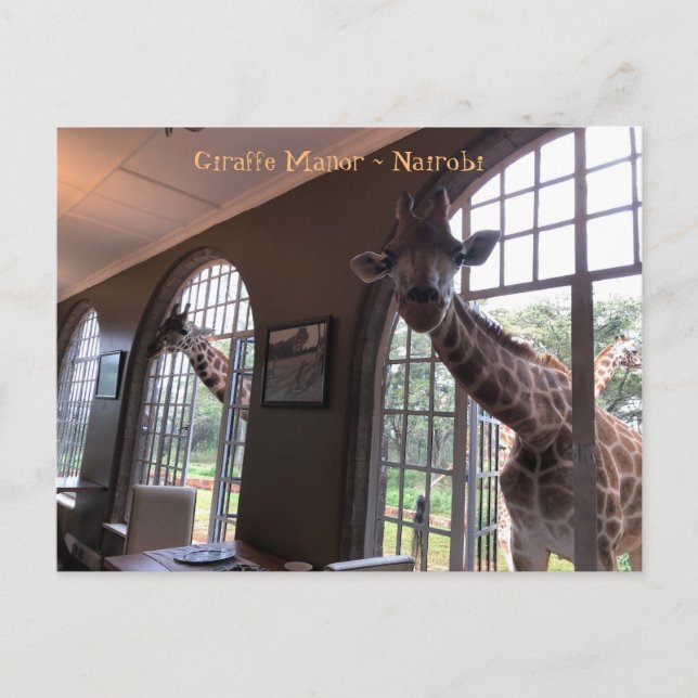 Carte Postale Giraffe au Manoir de la Giraffe à Nairobi (Devant)