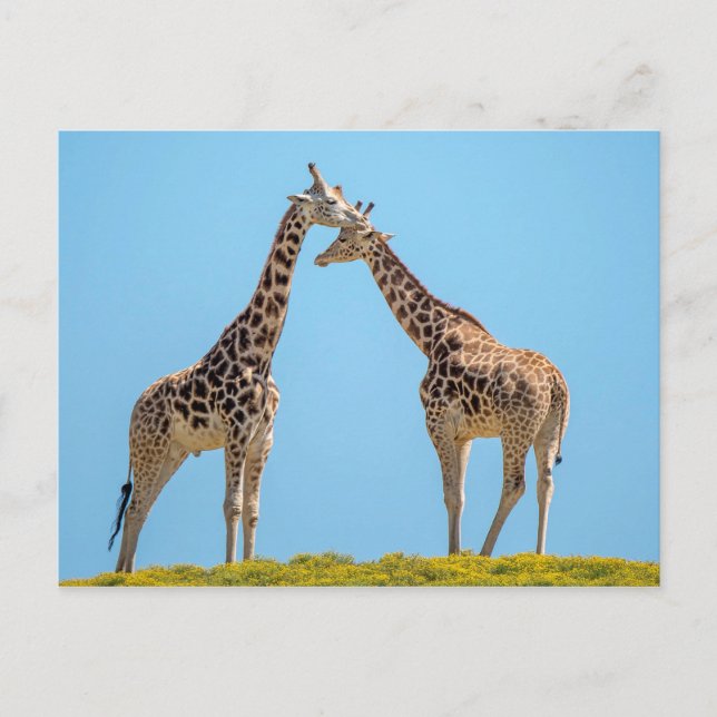 Carte Postale Giraffe Couple Portrait (Devant)