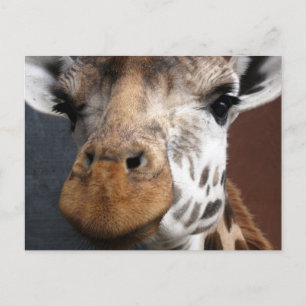 Carte postale Giraffe Cute