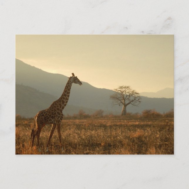 Carte Postale Giraffe dans la Savannah (Devant)