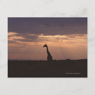 Carte Postale Giraffe du Massai