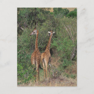 Carte Postale Giraffe du Massaï 3