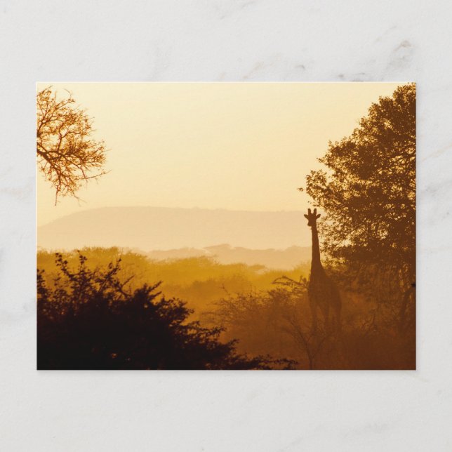 Carte Postale Giraffe d'une heure d'or (Devant)