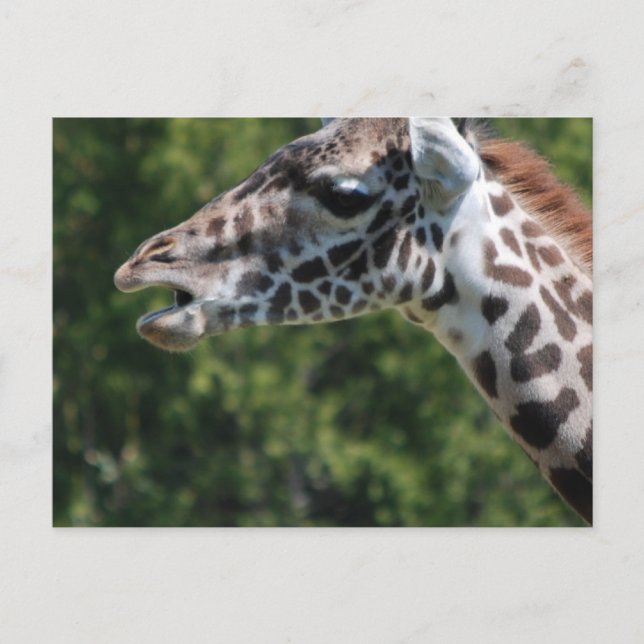 Carte postale Giraffe Eating (Devant)