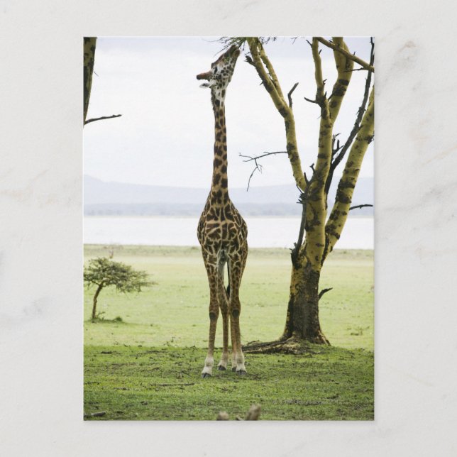 Carte Postale Giraffe en Kenya, Afrique (Devant)