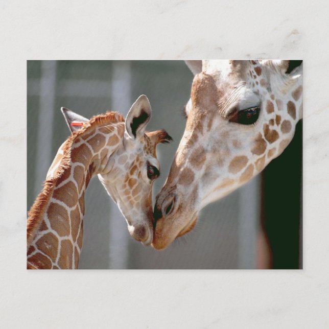 Carte postale Giraffe et Baby (Devant)