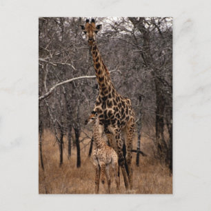 Carte Postale Giraffe et Giraffe de bébé