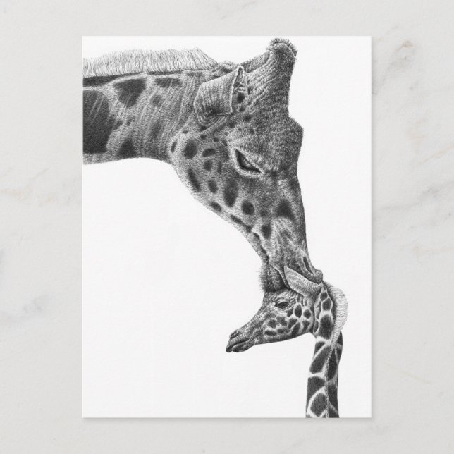 Carte postale Giraffe et veau (Devant)