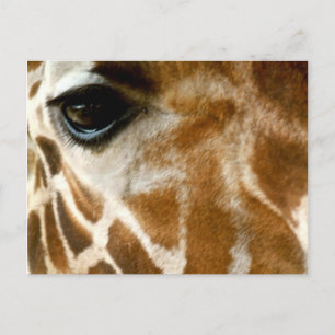Carte Postale Giraffe Face   Zoo Animaux sauvages Nature Photo