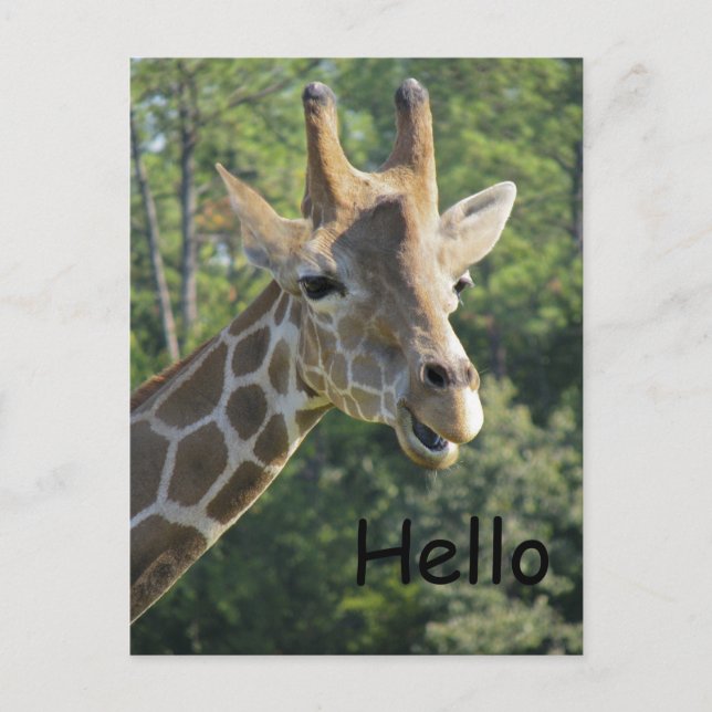 Carte Postale Giraffe Friendly Bonjour (Devant)