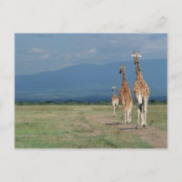 Giraffe (Giraffa camelopardalis) 2