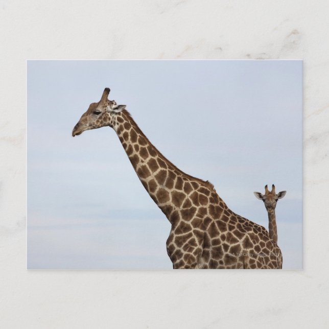 Carte Postale Giraffe (Giraffa camelopardalis), Chobe National (Devant)