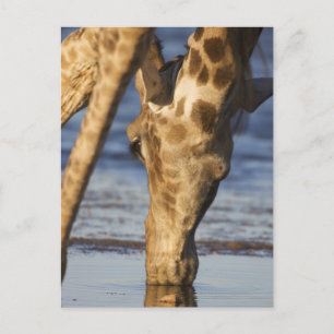 Carte Postale Giraffe (Giraffa Camelopardalis) eau potable