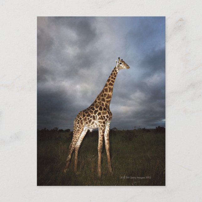 Carte Postale Giraffe (Giraffa camelopardalis) en dramatique (Devant)