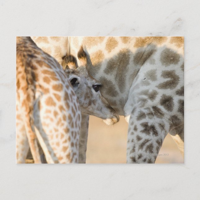 Carte Postale Giraffe (Giraffa camelopardalis) lait de veau, (Devant)