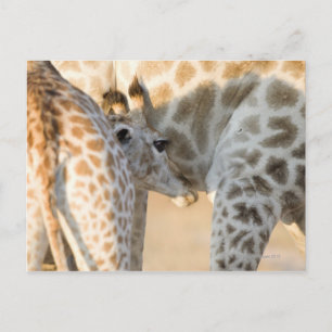 Carte Postale Giraffe (Giraffa camelopardalis) lait de veau,