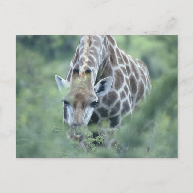Carte Postale Giraffe (Giraffa camelopardalis) se nourrit de (Devant)