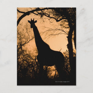 Carte Postale Giraffe (Giraffa camelopardalis) silhouette