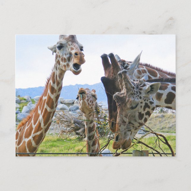 Carte postale Giraffe Gossip (Devant)