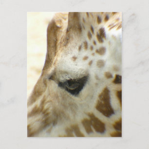 Carte Postale Giraffe I