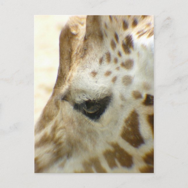 Carte Postale Giraffe I (Devant)