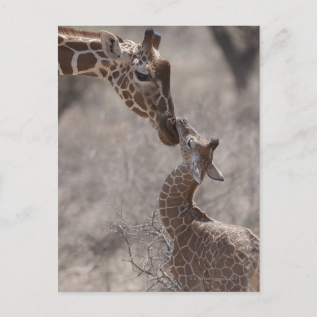 Carte Postale Giraffe, Kenya, Afrique (Devant)
