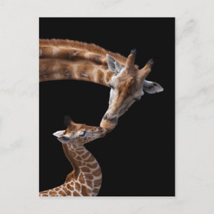 Carte postale Giraffe Kisses