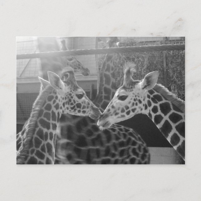 Carte Postale Giraffe Love (Devant)