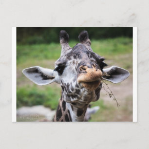 Carte Postale Giraffe Lunch