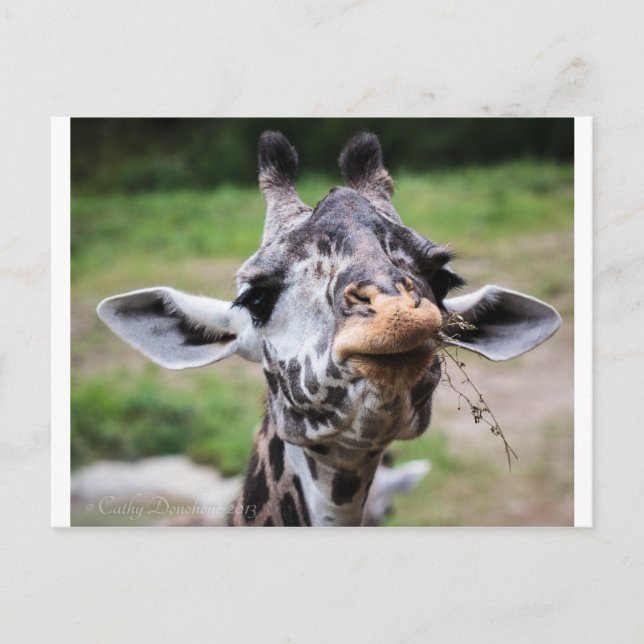 Carte Postale Giraffe Lunch (Devant)