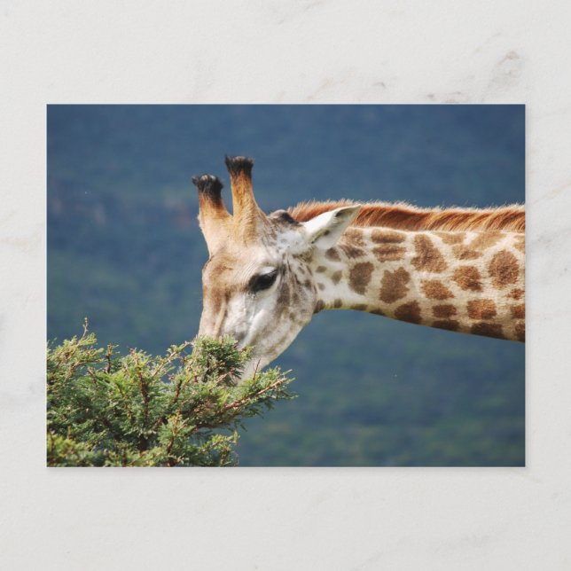 Carte Postale Giraffe mangeant un peu de feuille (Devant)