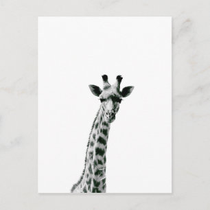 Carte Postale Giraffe noir et blanc