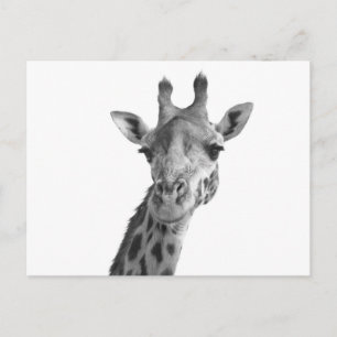 Carte Postale Giraffe noire et blanche