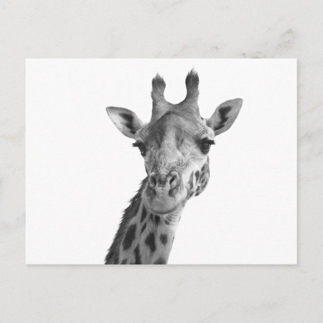 Carte Postale Giraffe noire et blanche (Devant)