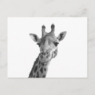 Carte Postale Giraffe noire et blanche