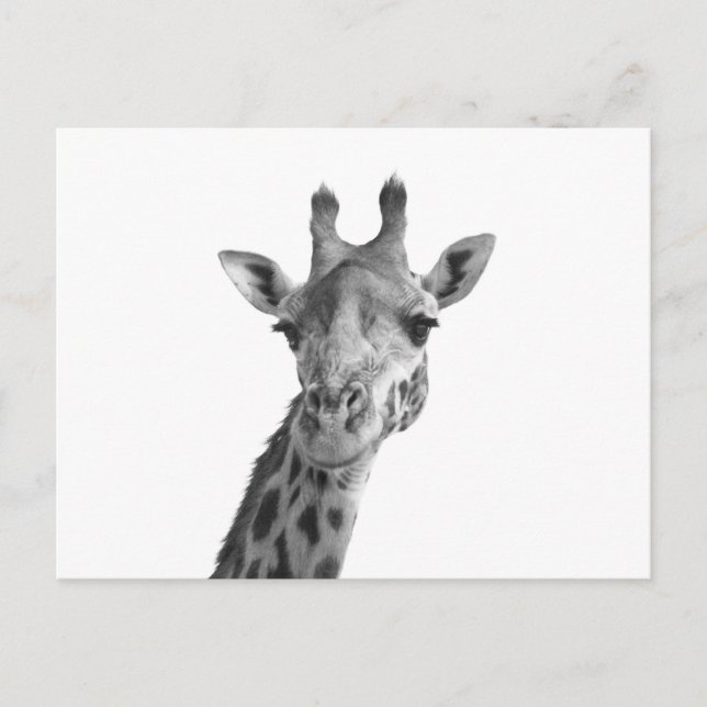 Carte Postale Giraffe noire et blanche (Devant)