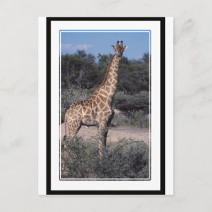 Carte Postale Giraffe - Parc national d'Etosha, Namibie