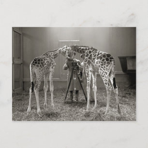 Carte Postale Giraffe Portrait, 1926