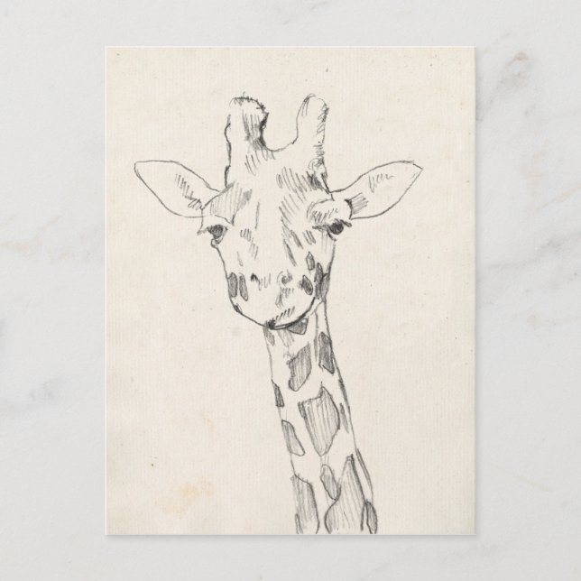 Carte Postale Giraffe Portrait | Croquis (Devant)