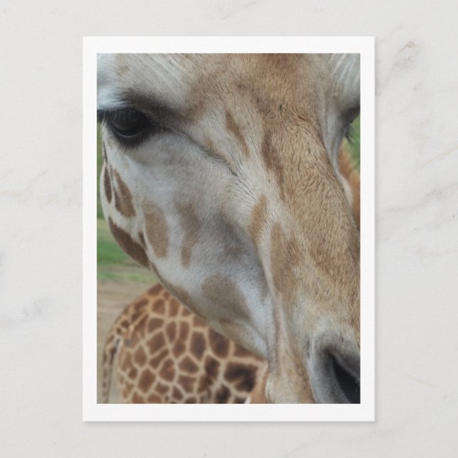 Carte Postale Giraffe rapprochée (Devant)
