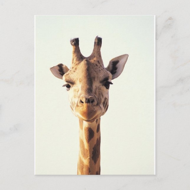 Carte Postale Giraffe rapprochée (Devant)