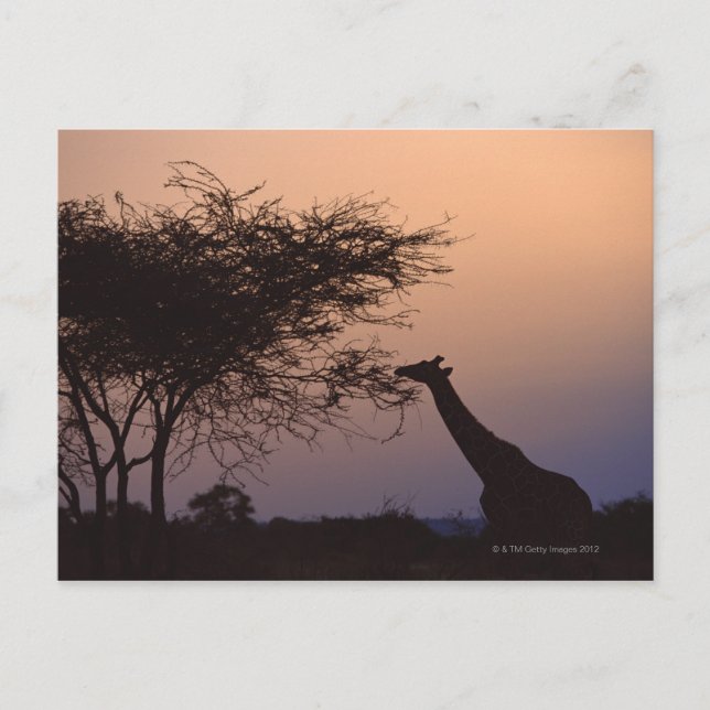 Carte Postale Giraffe réticulée (Devant)