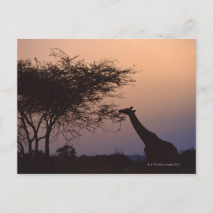 Carte Postale Giraffe réticulée