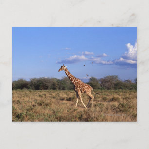 Carte Postale Giraffe réticulée