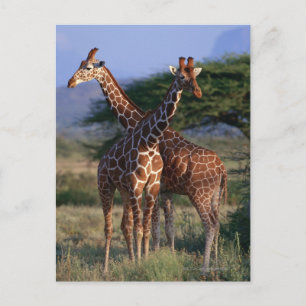 Carte Postale Giraffe réticulée 2