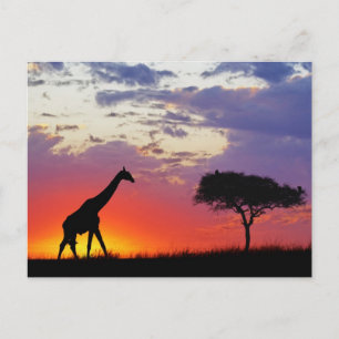 Carte Postale Giraffe silhouetted at sunrise, Giraffa