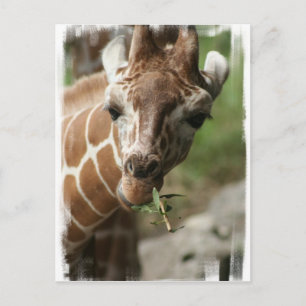 Carte postale Giraffe Snack
