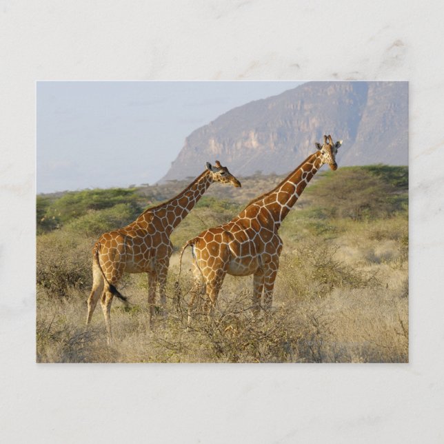 Carte Postale Giraffe somalienne, Giraffe réticulée, Giraffa (Devant)